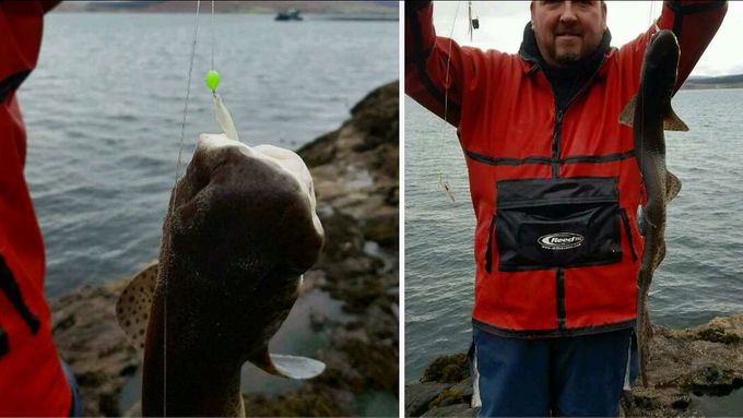A PB FOR ME DOG FISH ON SABIKIS WHILST FEATHERING FOR MACKEREL..  