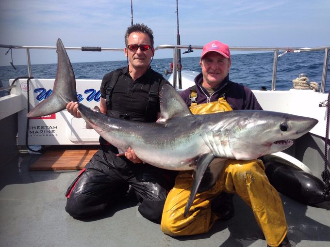 Andy Griffith with Andrew Alsop holding andys porbeagle of 119.7 lb.. 
Below just a small selection of Andys monsters 
