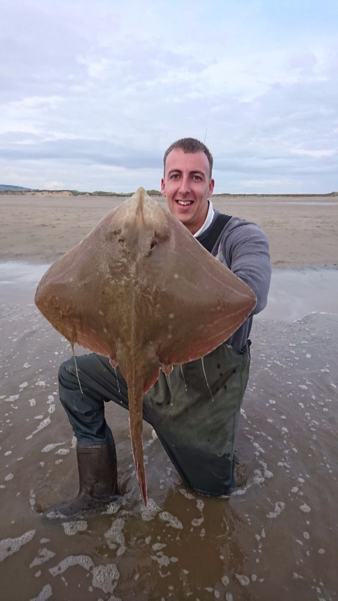 A cracking small eyed ray for Steve Grant  weighed in at 58cm and 8.11lb on peeler crab 