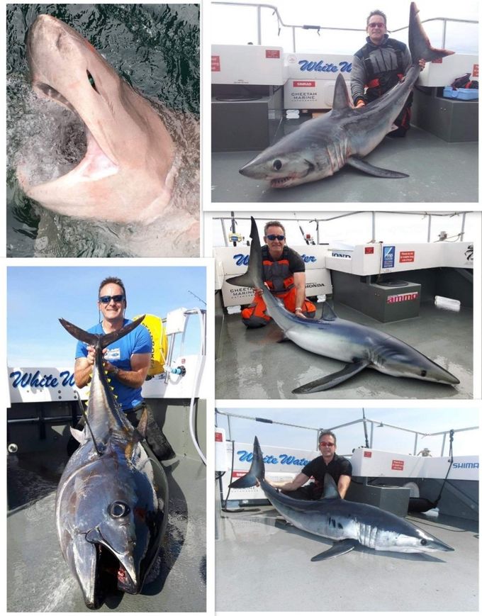 Huge selection of monster fish from the British Isles most of us can only dream about. 