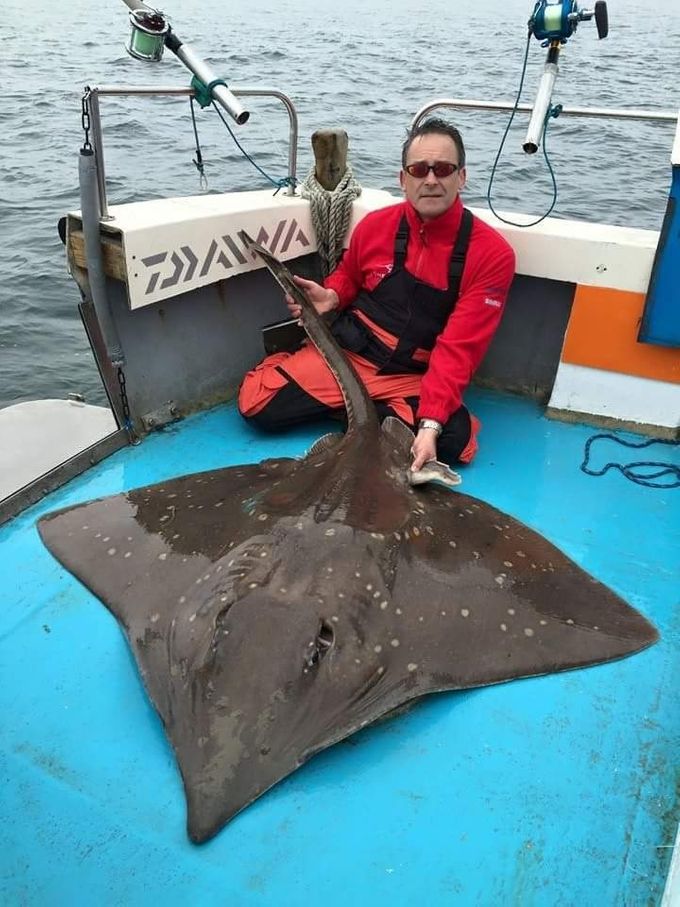 Common skate